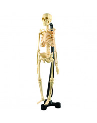 Squelette humain - Mini-Skeleton -4M (SK046) 