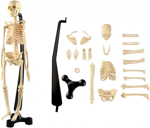 Squelette humain - Mini-Skeleton -4M (SK046)